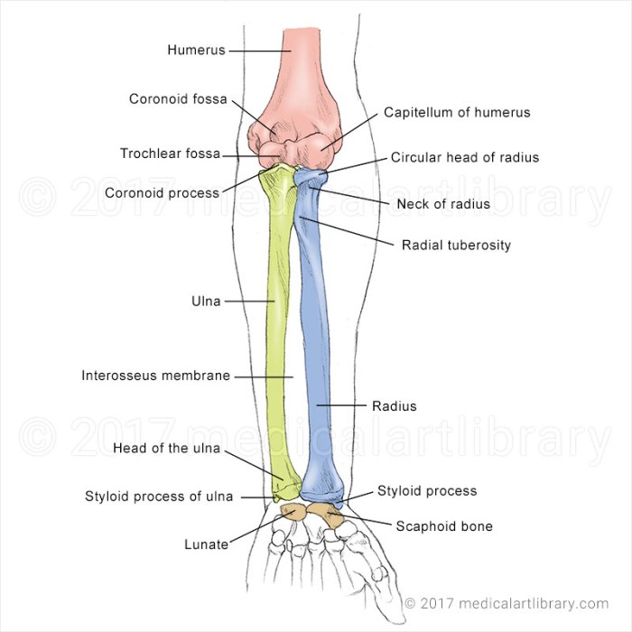 Place the following bones in order from proximal to distal.