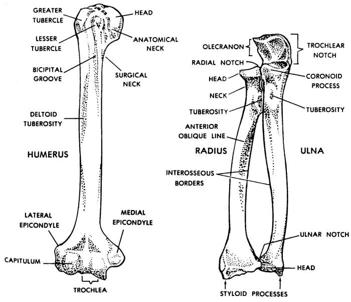 Skeleton generalized forelimb radius humerus ulna