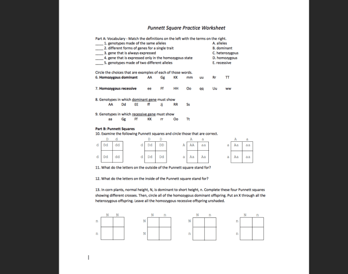 Genetics digital punnett squares answer key