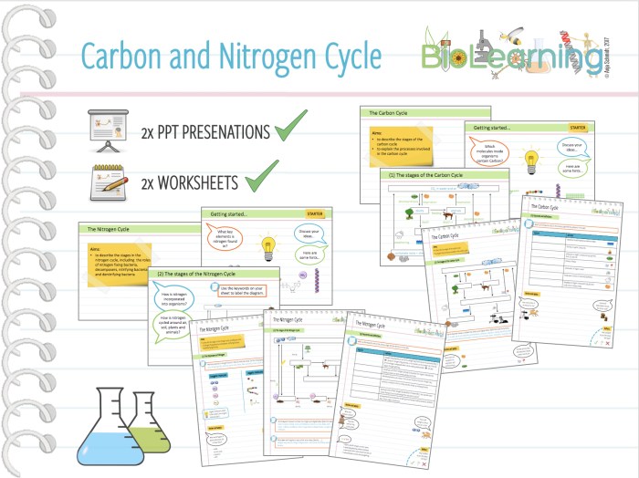 Nitrogen cycle worksheet