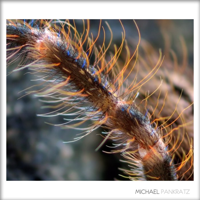 Hairs on a caterpillar crossword