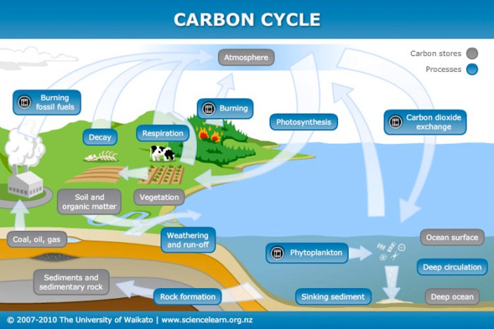 Cycle diagram nitrogen worksheet blank water label worksheeto via