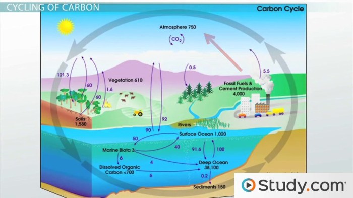 Water carbon nitrogen cycle worksheet