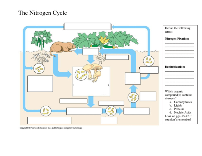 Water carbon nitrogen cycle worksheet