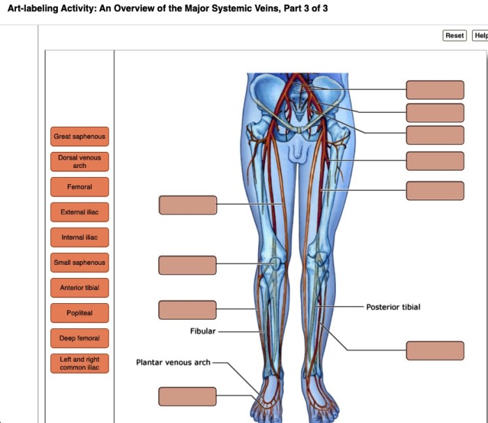 Art-labeling activity the major systemic veins