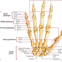 Carpals bones clavicle bone vertebrae radius mandible answer scapula metacarpals parietal maxilla zygomatic frontal diagram proximal following cervical which