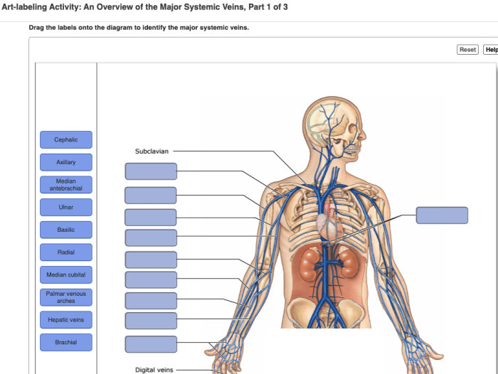 Art-labeling activity the major systemic veins